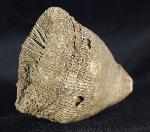 Aulosmilia archiaci (FROMENTEL 1862) - Bild © FossNet FossilienStore